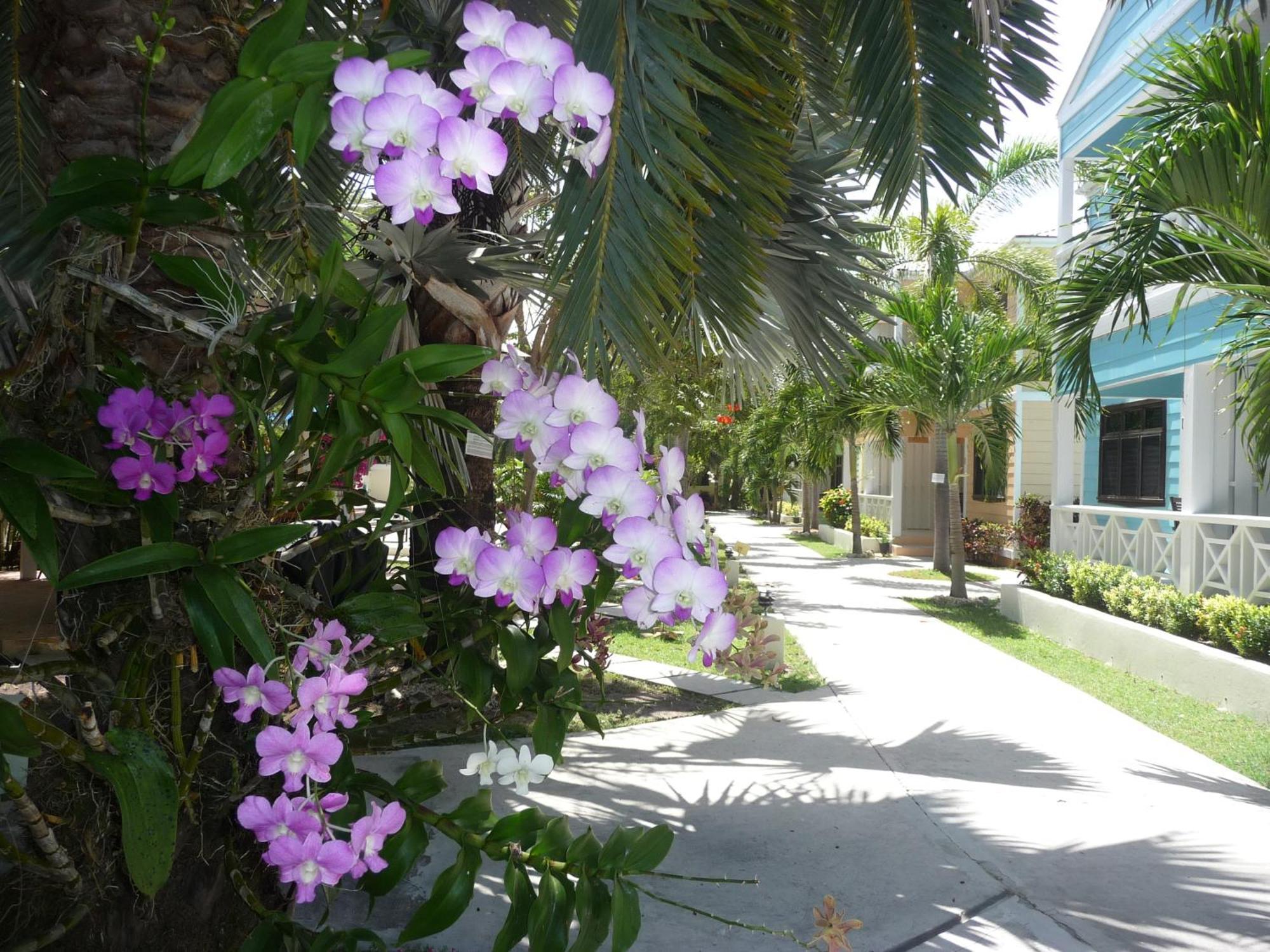 Buccaneer Beach Club Aparthotel Dickenson Bay Exterior photo